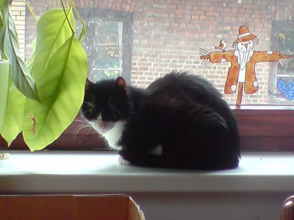 ein kleines Schläfchen zwischendurch (Gizmo)