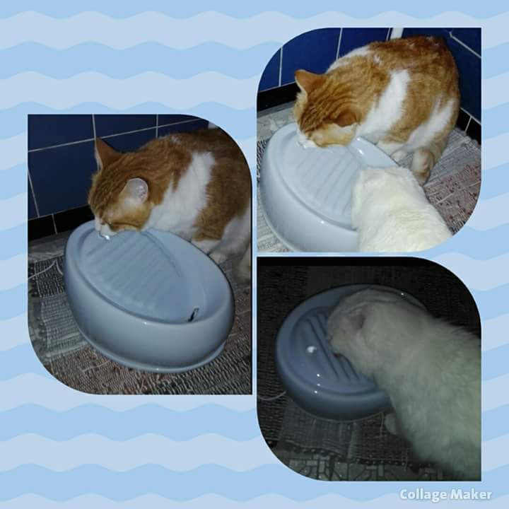 Ein Lucky-Brunnen zieht ein