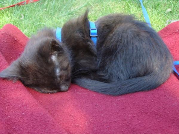 ein Nickerchen im Garten