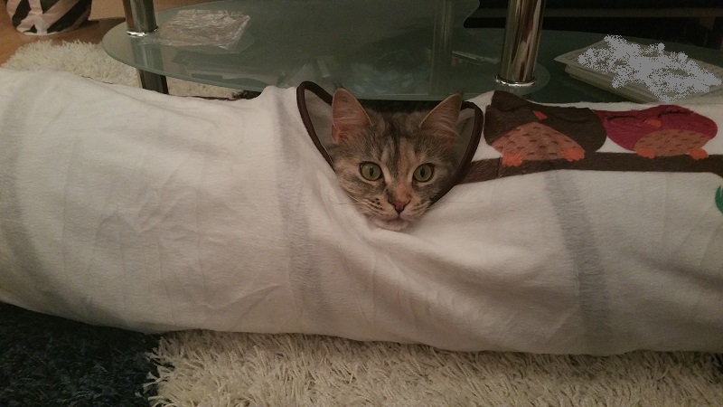 Ein Tag an dem Madame nicht mindestens 15 Mal durch den Rascheltunnel gestürmt ist, ist kein guter Tag.