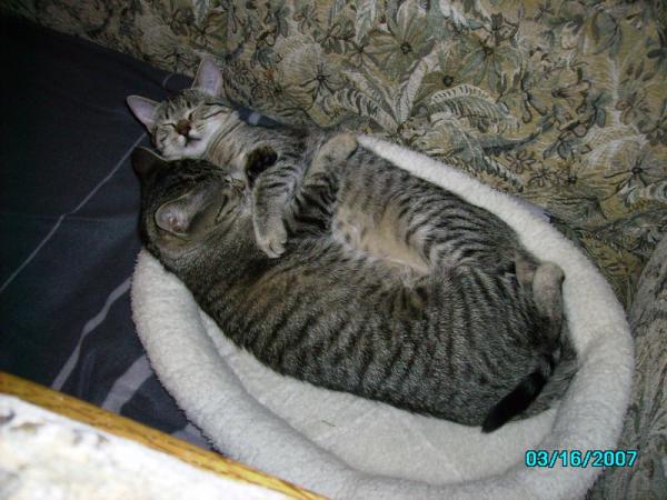 Ein verträumtes Schwesternpaar