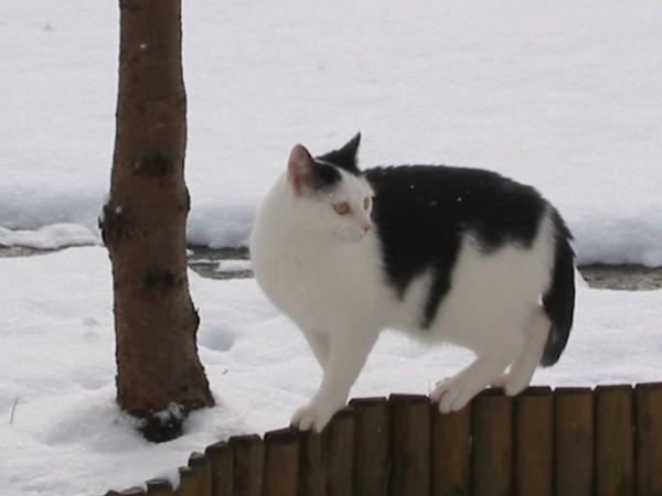 Eine Schneekatze beim Balancieren