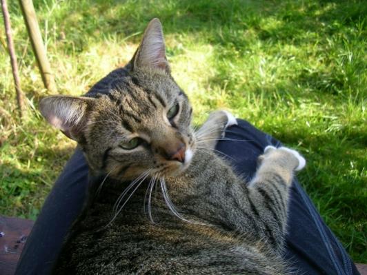 Einer der seltenen Momente, in denen Finn zum Kuscheln auf meinen Schoß gekommen ist... Meist dauert so eine Phase nur wenige Minuten.