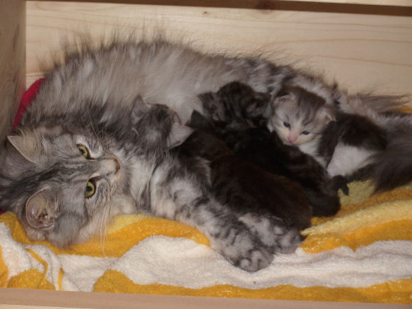 Einer satt - drei noch hungrig