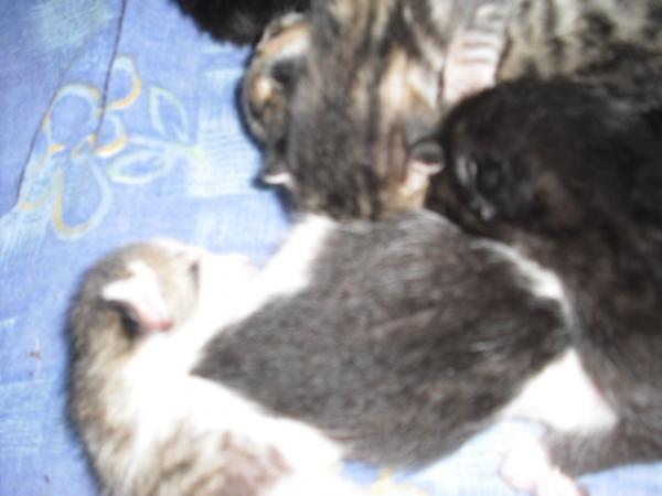 einfach nur sweet meine kleinen