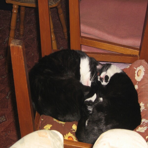 Einfach nur zum knuddeln