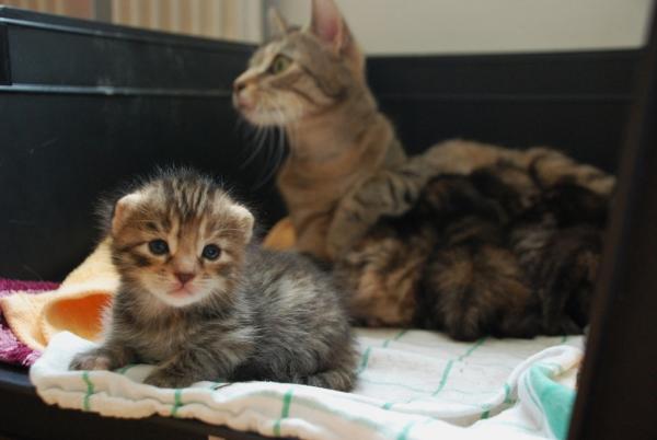 einige (z.B. Frau Mayr) sind neugierige als andere