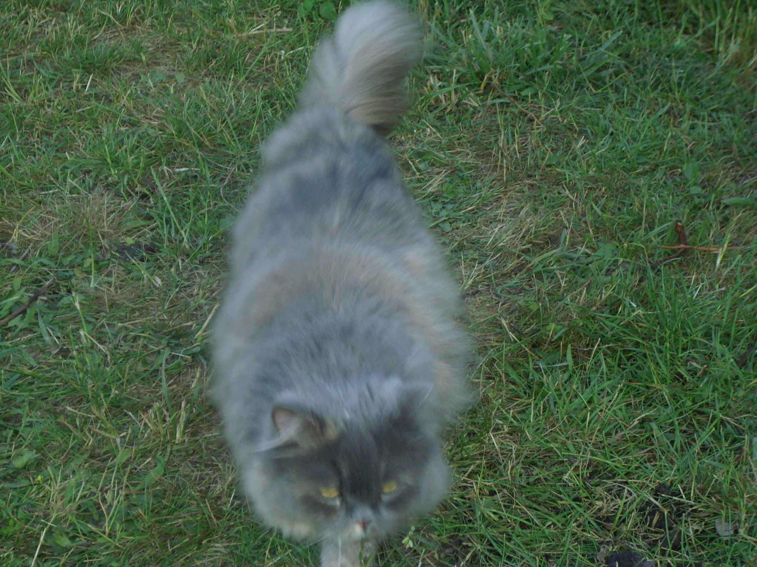 Elly auf der Pirsch im Garten