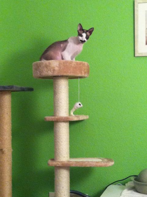 Endlich ein KB mit Stufen! Nun komme auch ich hinauf :)