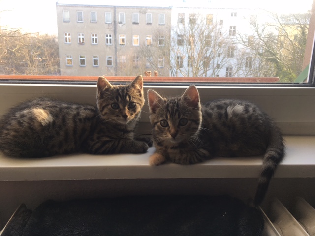 Entdeckung der Fensterbank