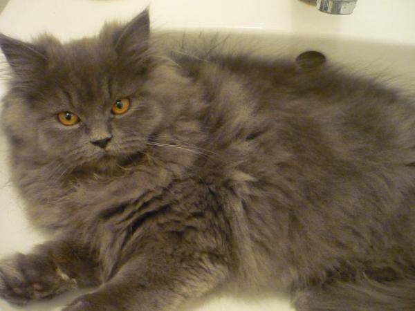 Er liebr Waschbeken,Wasser und spielt sogar mit dem Staubsauger !?!