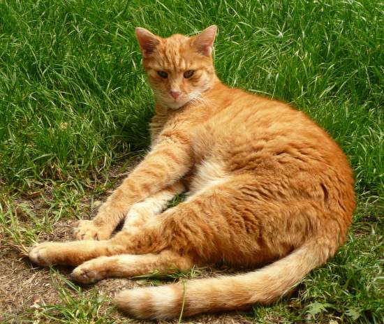 Er liebte es, im Garten zu liegen