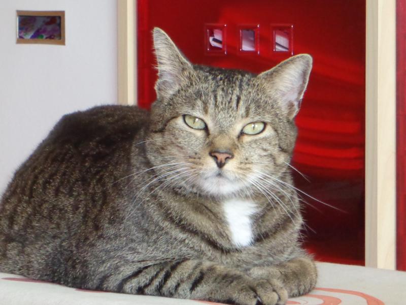 Er sieht so böse aus, hat mich aber noch nie gekratzt, gebissen oder war in irgendeiner Weise unangenehm. Tom ist der zärtlichste Kater auf der Welt !!!