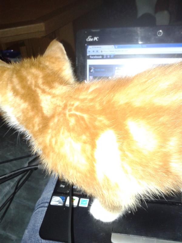 Er wollte auch Chatten :)