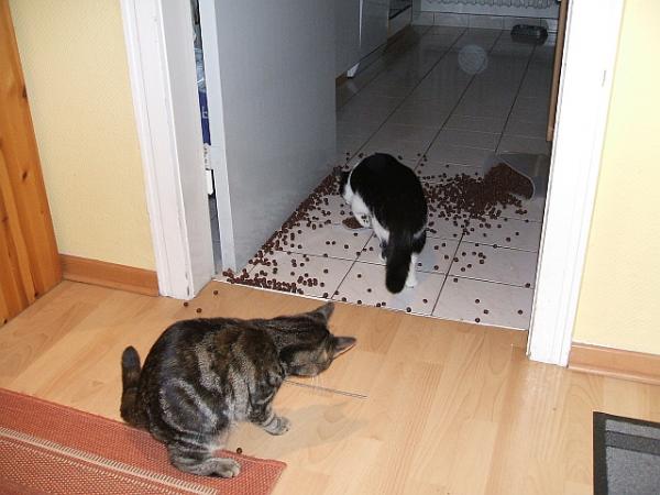 erst die Cornflakes gemeinsam vom Küchenschrank schmeissen und dann damit Fußball spielen ...