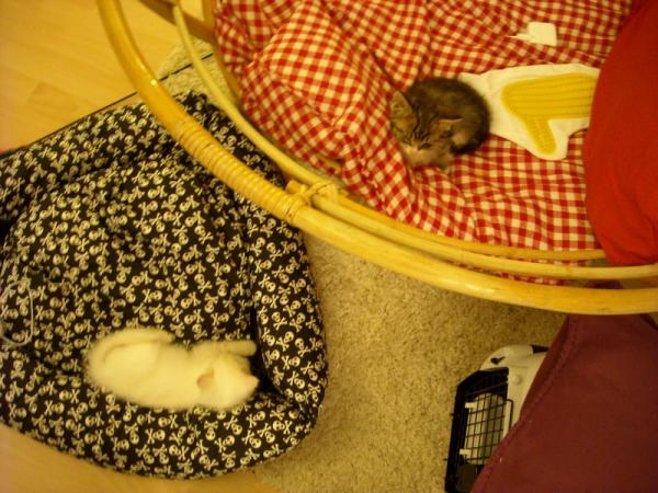 erster tag "daheim" und 7 wochen alt
(die zwei "herbstkatzal" wurden auf nem verwahrlosten bauerhof gefunden)