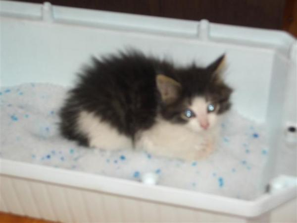 erster toilettenbesuch im neuen zu hause