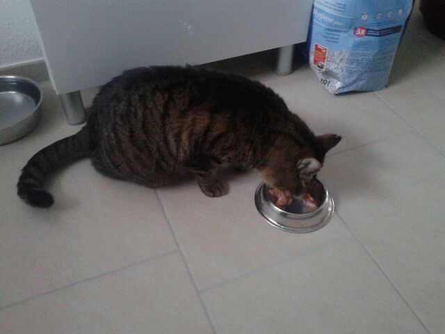 erstes Frischfleisch