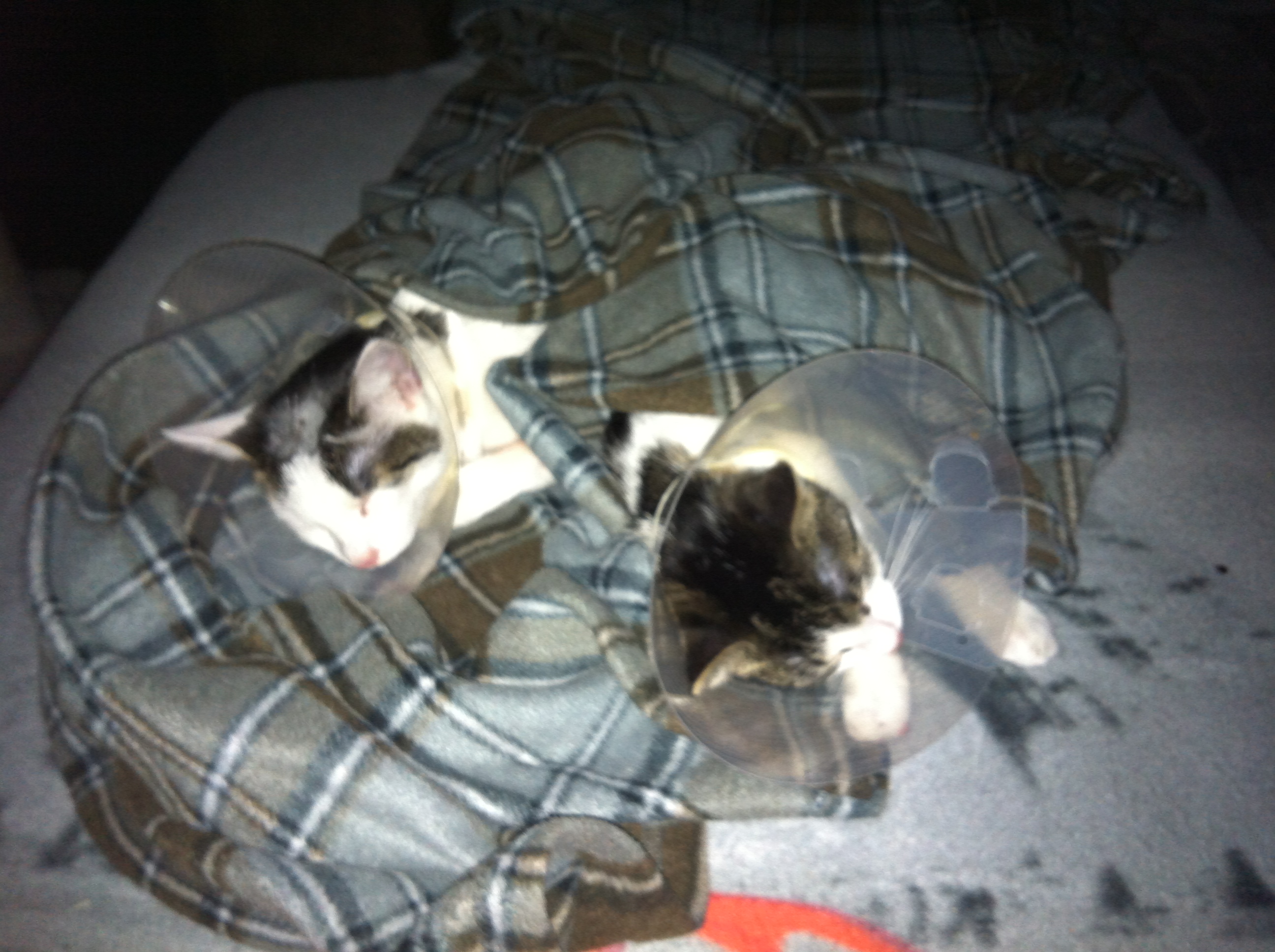 Erstmal den Rausch ausschlafen nach der Kastration.