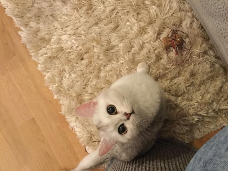 Erwartungsvoller Blick :D