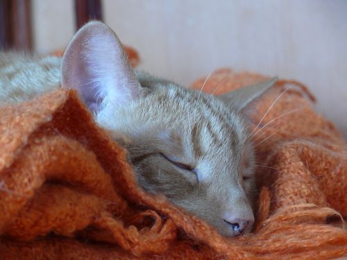 es gibt einfach wenig fotos von ihm, auf denen er wach ist....