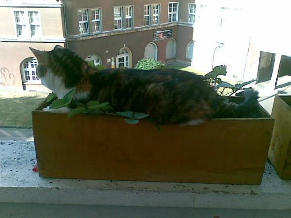 es sollten mal Erdbeeren werden