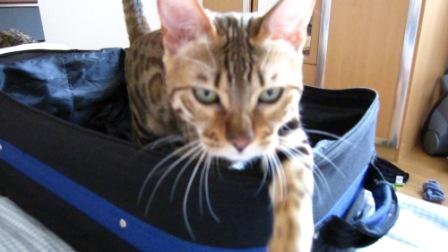 Escarda will mit in den Urlaub^^