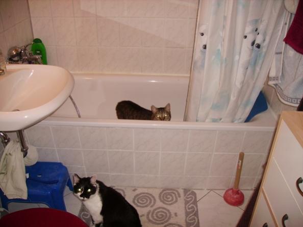 F&amp;R: MIST !!! Erwischt ! Mönsch Dosi, woher weisst du, dass wir das Bad erkunden?