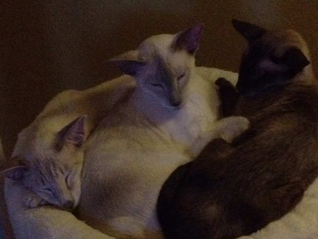 Familie
von links: Vater Herr Purzel, Kind Baby Fee, Mutter Frau Mäusi