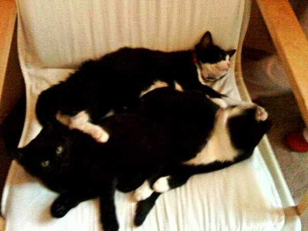 Faule Katzen :-)