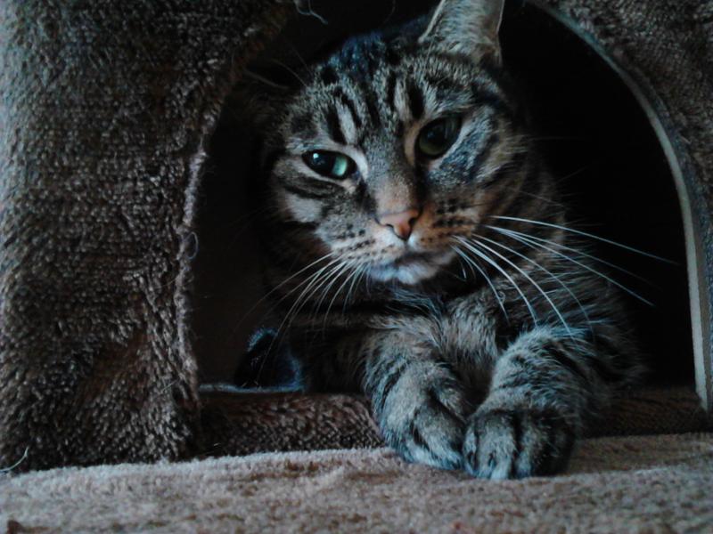 Fee ist 5 Jahre die einzige Dame,scheu zierlich und extrem Nachtaktiv.