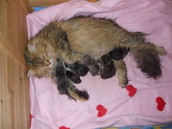 fee und babys. Aber an die Milchbar geht immer!! Sie sind heute 8 Tage alt!! Fotos folgen wenn die Äuglein auf sind!!!