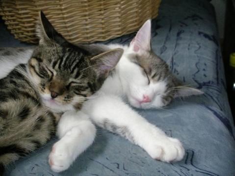 Fekix &amp; Kitty Sommer 2010