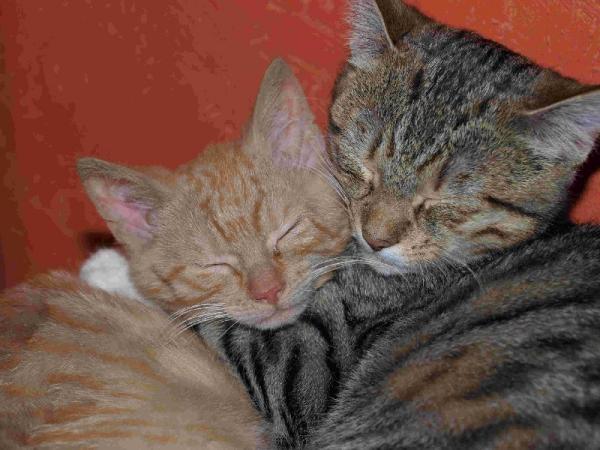 Felina, eine tolle Ersatzmama für Inca und Abby. Sie ist eine ganz vorsichtige, ruhige Katze.