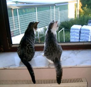 Felix &amp; Kitty Sommer 2010