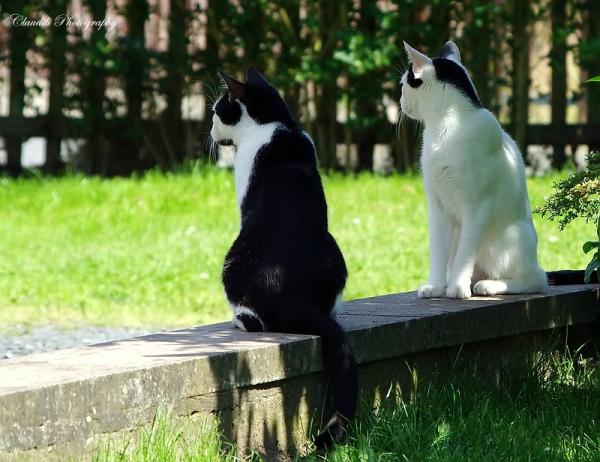Felix &amp; Mäxchen