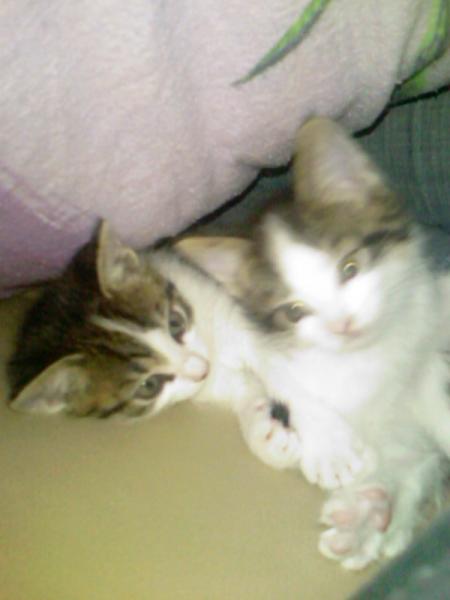 Felix&amp;Susi ca 2monate