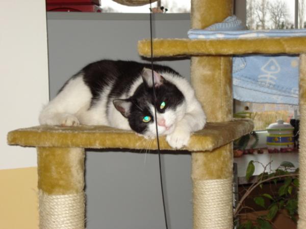 Felix der Sohn von Goli und Easy aus dem letzten Jahr.