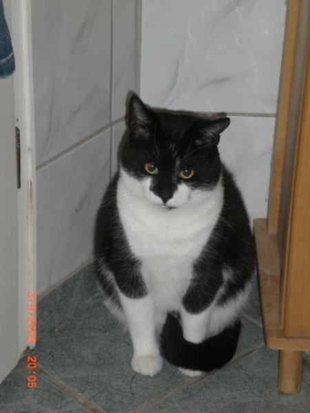 Felix
Etwa 4 Jahre alt. Ist uns letztes Jahr zugelaufen mit einer akuten Lungenentzündung sowie einem Katzenschnupfen.
Seine Dankbarkeit zeigt er uns jeden Tag auf neue ;-)