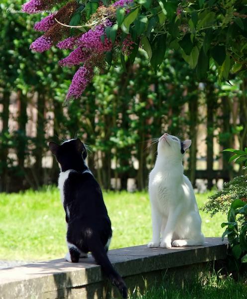 Felix (schwarz weiß) und Mäxchen (weiß-schwarz)
beobachten die Schmetterlinge