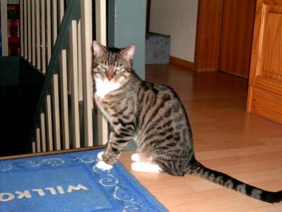 Felix vom Grieshof Januar 2011