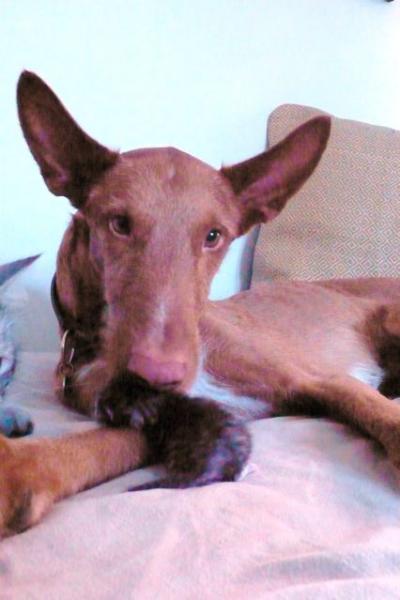 Feodor hilft beim Saubermachen
9 tage alt