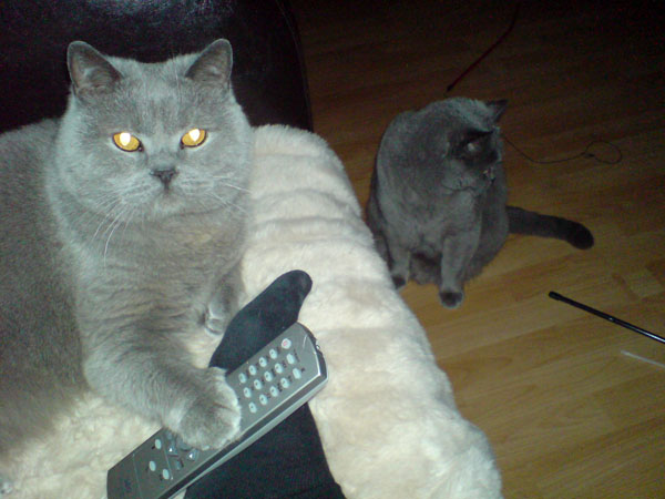 Fetti im Vordergrund und Mopsi