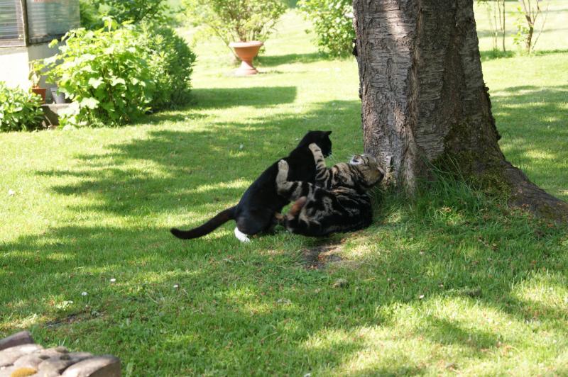 Fibi und Grinsi verstorben 2011