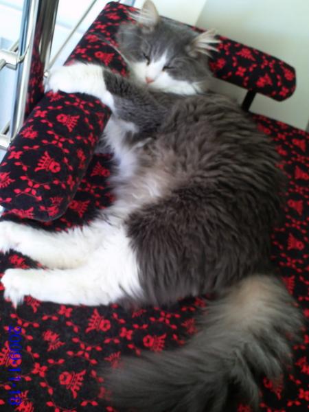 FiDas neue Hunde-Sofa für die Katz