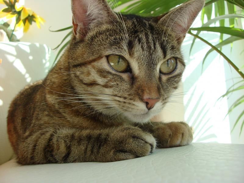 Fietze Fatze genießt den Tag lieber im Schatten.