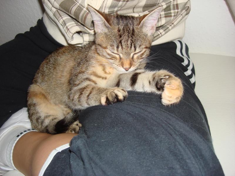 Fietzi ist meist recht kuschelbedürftig.