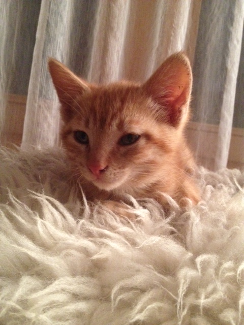 Figaro schläft gerne auf unserem Lammfell