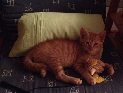 Figaro spät abends, daher so dunkel