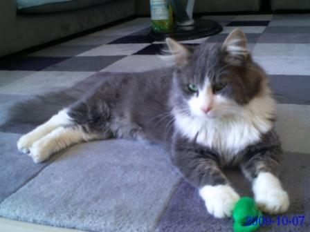 Findus passt sogar farblich zu unserer Wohnung